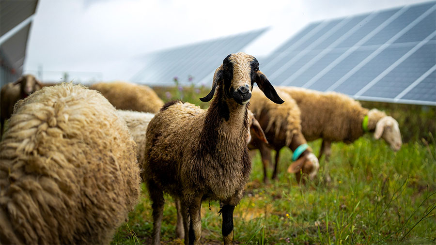 L’agrivoltaïsme : une co-activité au bénéfice du monde agricole et la transition écologique